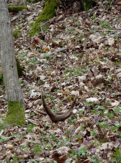 Prvý pohľad nadovšetko