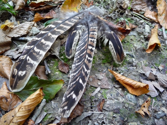 Čo to bolo za krásavca?