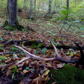 Októbrové šťastie