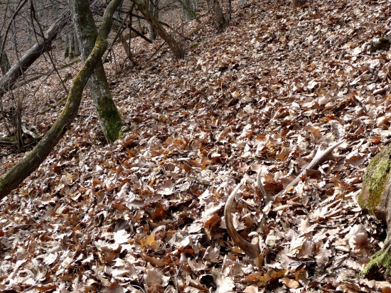 Párik - ako sa našli