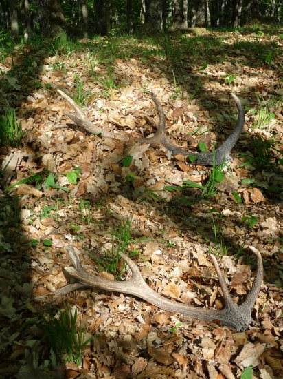 Po takej akej očiste