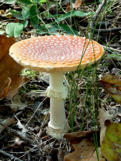 Muchotrávka červená