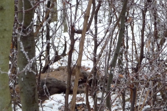 Trofej bez výstrelu