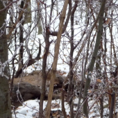 Trofej bez výstrelu