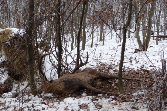 Trofej bez výstrelu II.