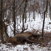 Trofej bez výstrelu II.