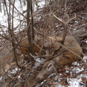 Trofej bez výstrelu III.