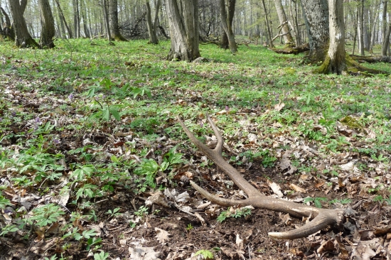 Z jarnej prechádzky