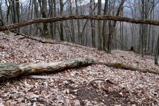 Čerstvý na ležovisku