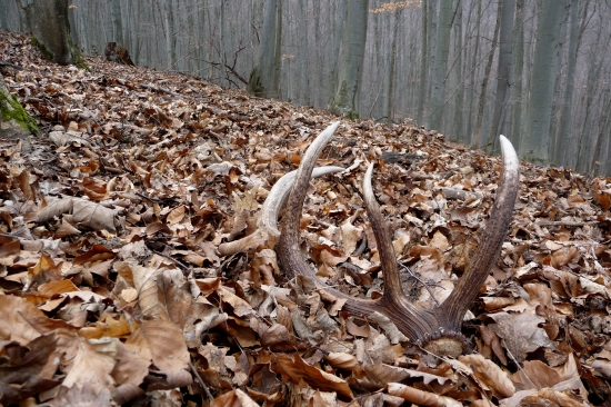 Ročný v dobrej ,,kondícii,,