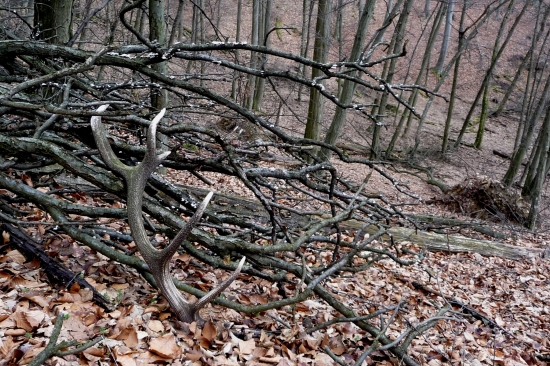 Takto tu rok vydržal