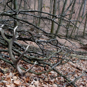 Takto tu rok vydržal