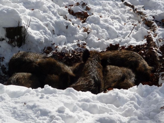 Kôpka leňošov z 10 metrov