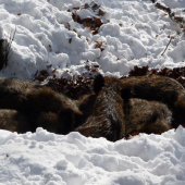 Kôpka leňošov z 10 metrov