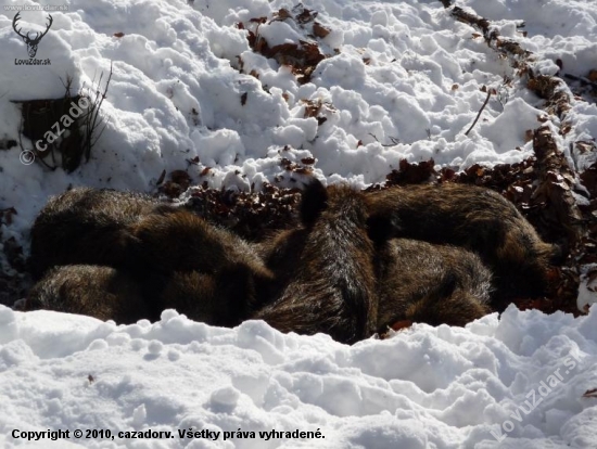Kôpka leňošov z 10 metrov