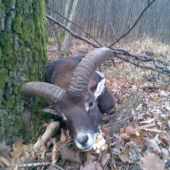 Ovis musimon