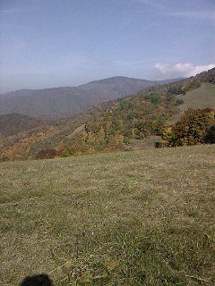 Jelenia ruja sa blizi.