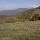 Jelenia ruja sa blizi.