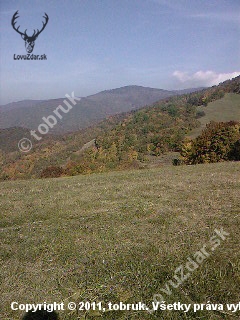 Jelenia ruja sa blizi.