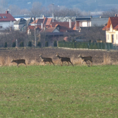 Capreolus Urban