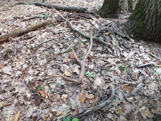 Aj cez ruju sa daju najst.