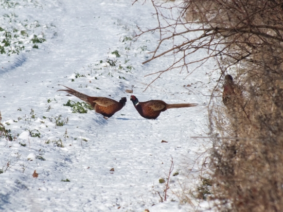 Kde sú remízky,tam sú aj bažanty.