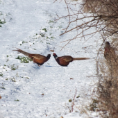 Kde sú remízky,tam sú aj bažanty.