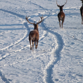 Jeleň v dobrej kondícii-ID 134435.
