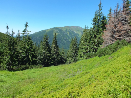 Slovenská divočina