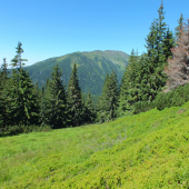 Slovenská divočina