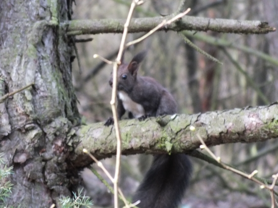 Veverica na borovici