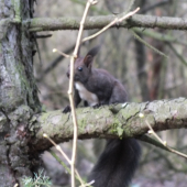 Veverica na borovici