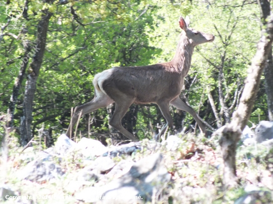 Jelenička