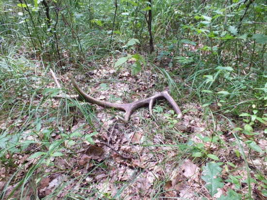 Dnes na hríboch 12%