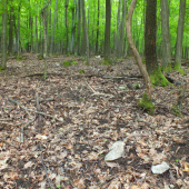 Nadočnicový škodník aj s podpisom.