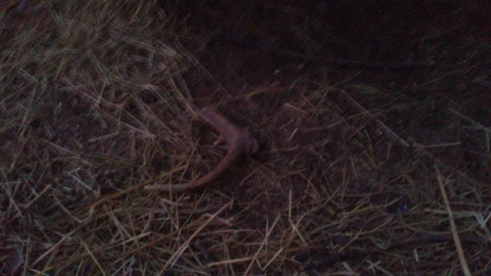 pred dvoma dnami pri tom krmelci nebol :D