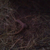 pred dvoma dnami pri tom krmelci nebol :D