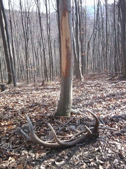 Dnešný jelení  3.2 kg