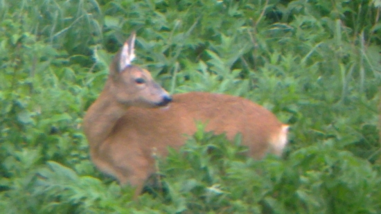 srnka