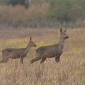 srnčie