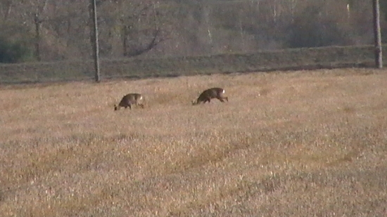 Srnčia 2