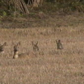 poobednajší odpočinok ..