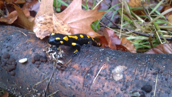 Salamandra Škvrnitá