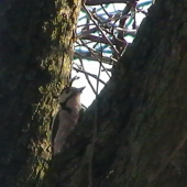 Dateľ