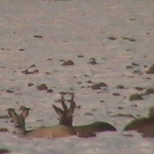 Plazil som sa ku nim ..