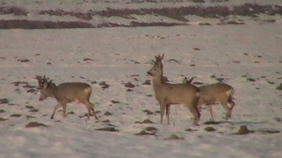 Vidláčik a Silný  6-torák