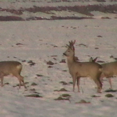 Vidláčik a Silný  6-torák