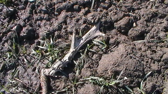 môj 40-tý srnčí .. :)