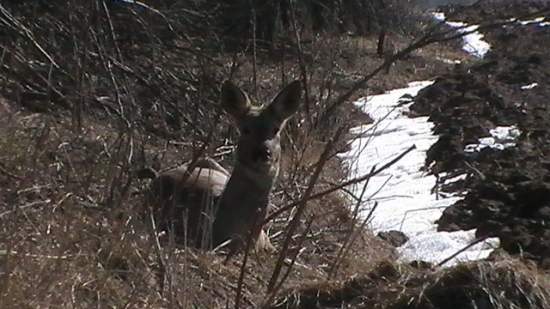 Prečo si ma zobudil ??