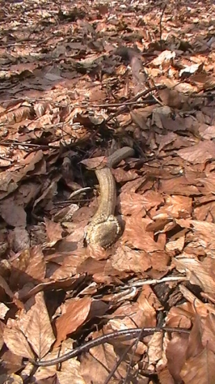 6-toráčik poteší ..:)